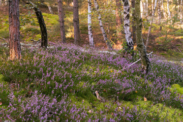 Wrześniowy las. Kwitnące wrzosy w lesie. © Piotr Szpakowski
