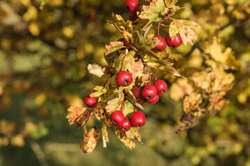 Rote Früchte / Beeren des Weißdorn (Lat.: Crataegus)an einem Strauch / Busch im Herbst