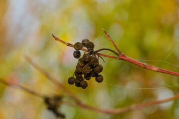 Alte Früchte / Beeren des Hartriegel (Lat.: Cornus) im Herbst (vertrocknet / verdörrt)