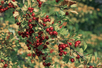 Rote Beeren / Früchte des Weißdorn (Lat.: Crataegus) im Spätsommer / Herbst an einem Busch /...