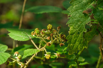 Fruchstand mit grünen unreifen Brombeeren im Wald