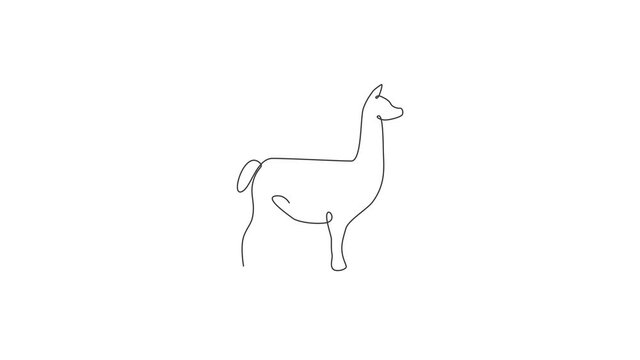 Animated self drawing of single continuous line draw adorable llama for corporation logo identity. Company icon concept from mammal animal shape. Full length one line animation illustration.