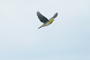 white bellied green pigeon in the sea shore