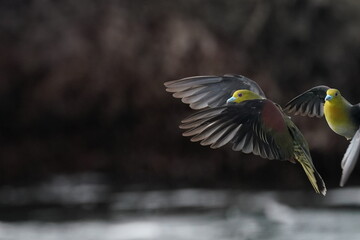 white bellied green pigeon in the sea shore