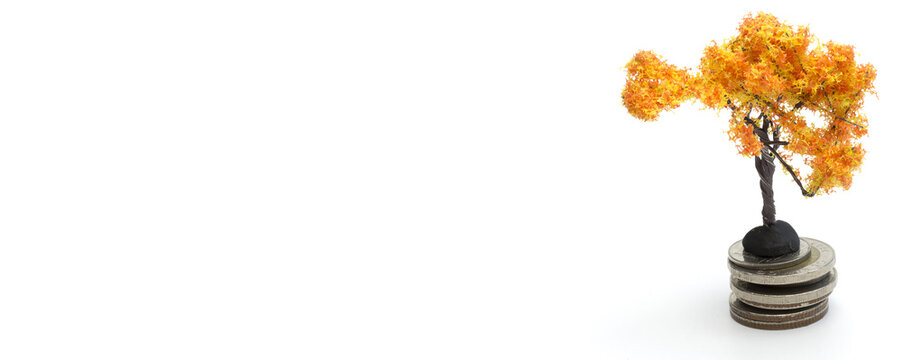 Orange tree on the coins. Copy Space.