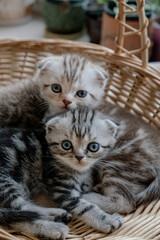 Lovely grey scottish fold kittens playing in a basket