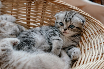 Naklejka na ściany i meble Beautiful scottish fold kitten plays in a basket