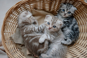 Beautiful scottish fold kitten plays in a basket