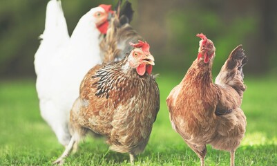 Group of white chicken and chicken production at the poultry farm