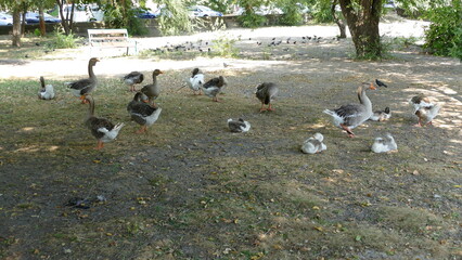 water birds walk in the city park 