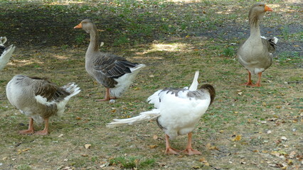 water birds walk in the city park 