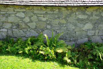 granite masonry stone wall with big fern plant grows in the semi-shade area