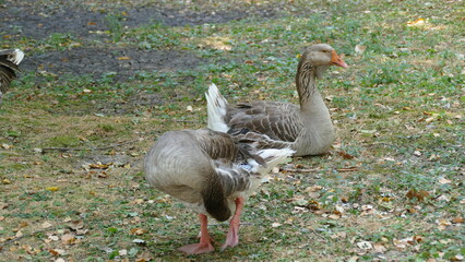 water birds walk in the city park 