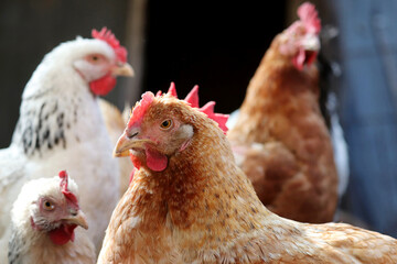 Chickens on a farm, poultry concept. Brown and white hens in a coop