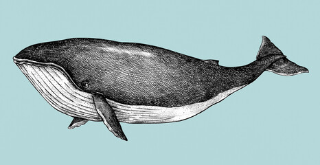 Hand drawn blue whale retro style  © Rawpixel.com