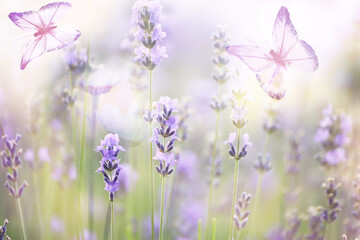 fabulous photo of flowers and butterflies. soft selective artistic focus.