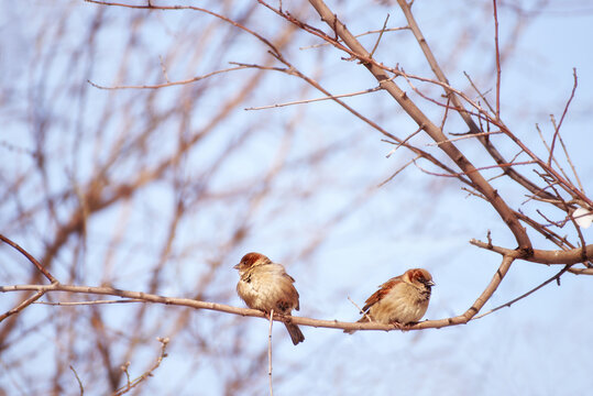 A pair of sparrows on a branch in early spring, in winter they sit facing away from each other.
