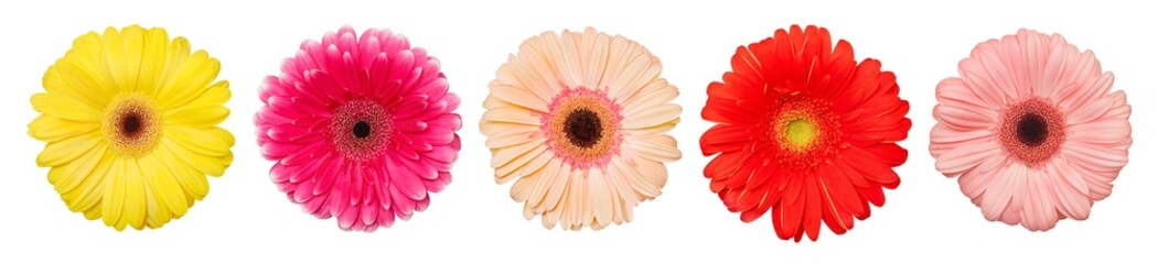 Gerbera flowers, set of multi-colored buds, top view, isolated on white background