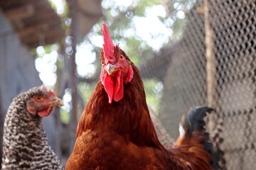 Red rooster and hen on a farm, poultry concept. Chicken coop in countryside