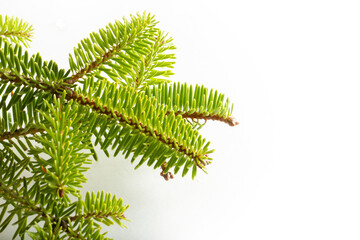 Naklejka premium fir tree branch on a white background
