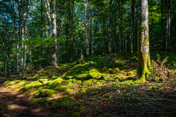 Fototapeta na wymiar Paisaje de bosque verde oscuro.Hermoso bosque con suelo cubierto de musgo y rayos de sol a través de los árboles