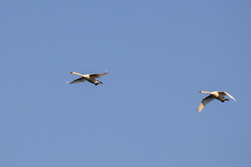 Two flying swans on blue sky background.