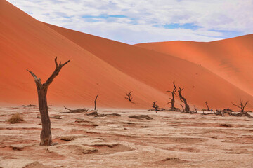 The red desert, dead trees, and tourists hiking in the sand dunes.