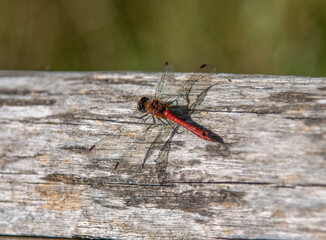 Red, black dragonfly, resting in the heat