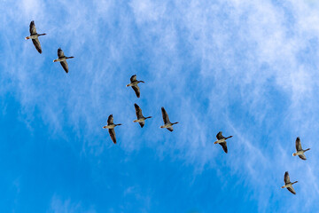 Migratory gray geese, flying in v-formation in the blue sky