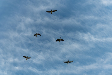 Migratory gray geese, flying in v-formation in the blue sky