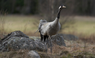 grey common crane