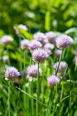 Allium schoenoprasum -  delicious herb - green chives blooming in pink in the vegetable garden.