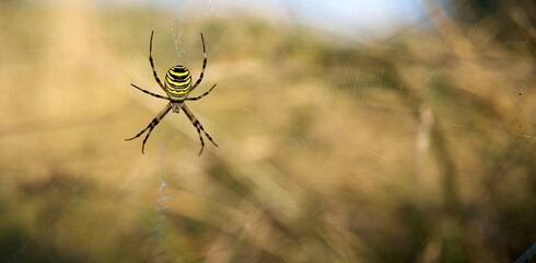Argiope frelon - araignées dans sa toile - champs été nature prairie campagne