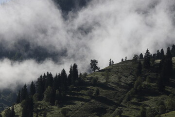 Foggy mountain landscape with fir forest. artvin