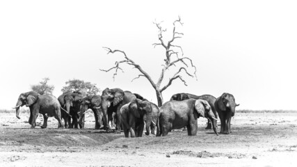 herd of elephants in the savannah