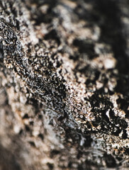 Wooden textures