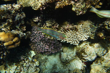 Underwater view of the coral reef. Life in the ocean. School of fish. Coral reef and tropical fish...