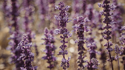 Szałwia omszona to piękna bylina należąca do rodziny jasnotowatych (Lamiaceae).Fioletowy kwit kwitnący od czerwca do września. - obrazy, fototapety, plakaty