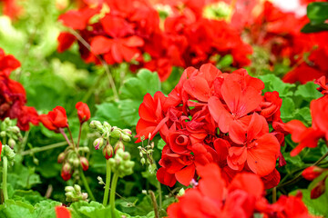 Obraz na płótnie Canvas czerwone kwiat ogrodowe i balkonowe kwitnące w sierpniu i wrześniu w Europie i Polsce