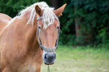 Sad neglected horse chained on a chain. Animal care concept. A village horse. Life farm