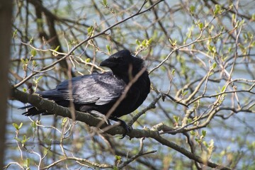 crow on a branch