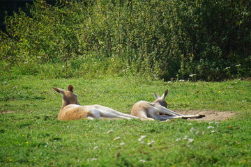 Kangaroos at Linton zoo, photographed in September 2021