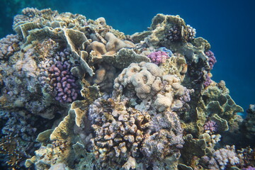 Plakat Underwater view of the coral reef. Life in the ocean. School of fish. Coral reef and tropical fish in the Red Sea, Egypt. world ocean wildlife landscape.