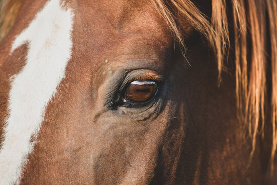 Portrait of a chestnut horse close up. Detail eye close up