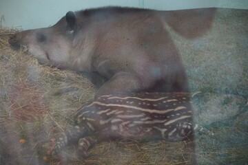 Brazilian tapir at Linton zoo