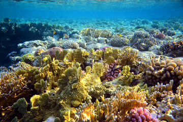 Fototapeta na wymiar Underwater view of the coral reef. Life in the ocean. School of fish. Coral reef and tropical fish in the Red Sea, Egypt. world ocean wildlife landscape.