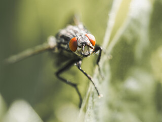 Fliege schaut durch rote Facettenaugen in die Kamera