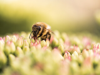 Biene auf einer Fetthenne