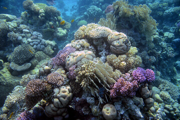 Obraz na płótnie Canvas Underwater view of the coral reef. Life in the ocean. School of fish. Coral reef and tropical fish in the Red Sea, Egypt. world ocean wildlife landscape.