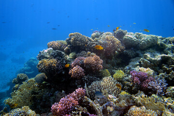 Underwater view of the coral reef. Life in the ocean. School of fish. Coral reef and tropical fish in the Red Sea, Egypt. world ocean wildlife landscape.